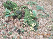 09-ANCORA FUNGHI